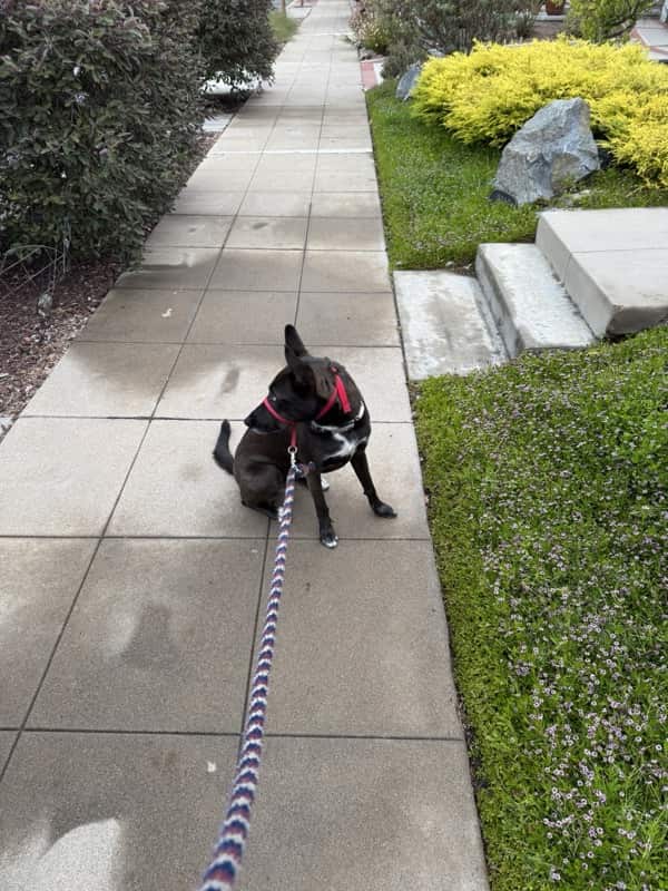 A picture of a black dog named Bowie sitting, taken on July 24 2025 at 6:28 am